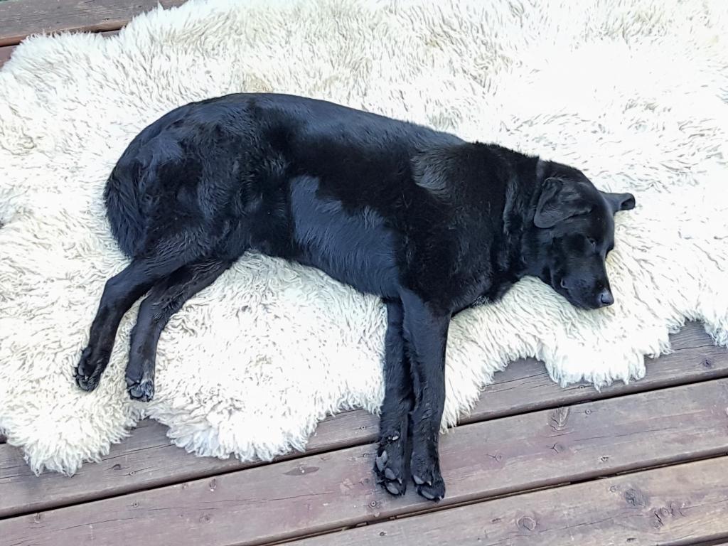 Black sheep #hotdog