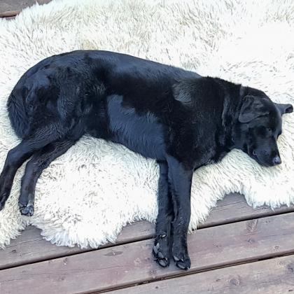 Black sheep #hotdog